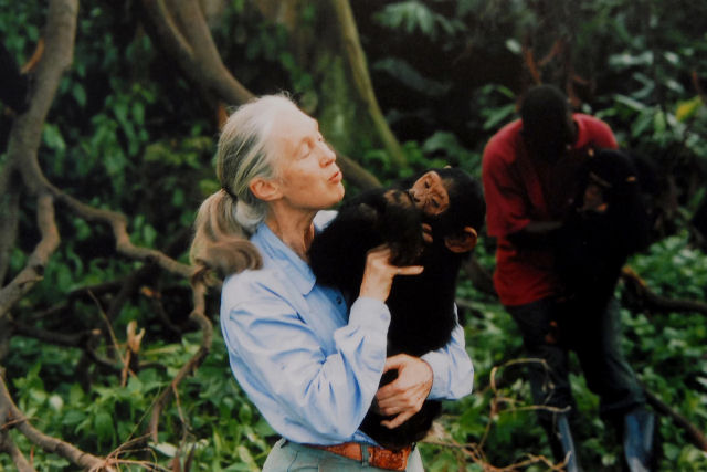 Alguns fatos marcantes sobre a incrvel Jane Goodall