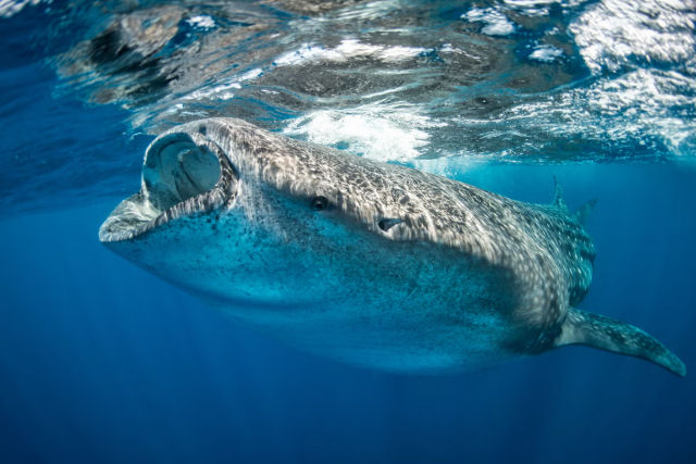 Os maiores peixes do mundo esto desaparecendo sem deixar vestgios