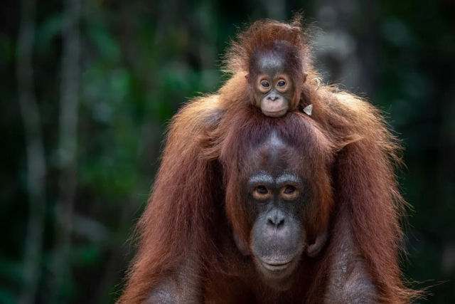 Santurio de Orangotangos   nova esperana aos primatas ameaados de extino em Bornu