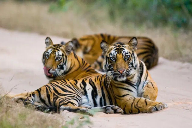 A populao de tigres indianos dobrou graas  conservao ativa da vida selvagem