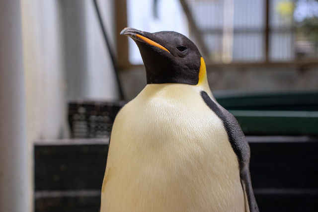 A histria inacreditvel do pinguim-imperador avistado na Austrlia, a 3.200 quilmetros de sua casa na Antrtida