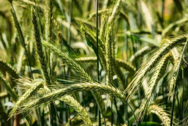 Como Stalin matou de fome um genial cientista agrcola s porque um puxa-saco no gostava dele