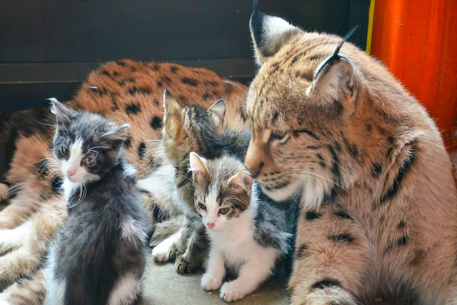 A lince Alena adota gatinhos, cachorrinhos e filhotes de urso abandonados