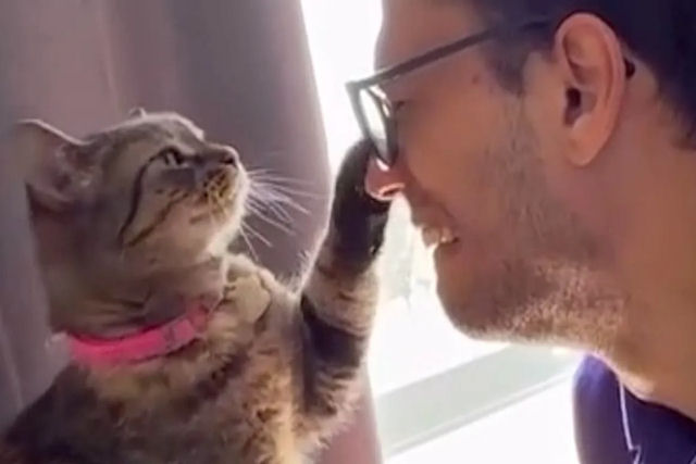 Gata devolvida ao abrigo duas vezes abraa seus novos humanos para se certificar de que encontrou um lar amoroso