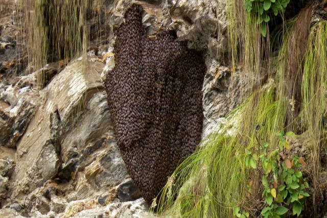 As abelhas gigantes que defendem ninhos com ondas sincronizadas e produzem mel-de-maluco
