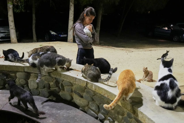 Populao de gatos do Chipre ameaa superar pessoas em nmero