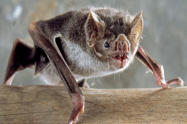 Como os morcegos-vampiros sugam o sangue de suas vtimas sem que elas percebam?