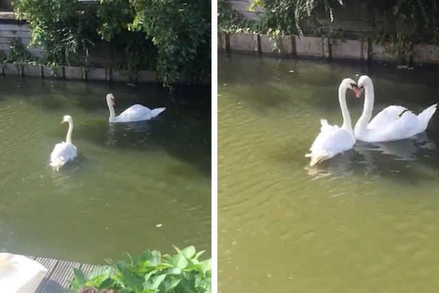 Casal de cisnes dana junto aps passar semanas separados