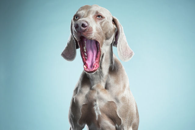 O bocejo  tambm contagioso para animais?