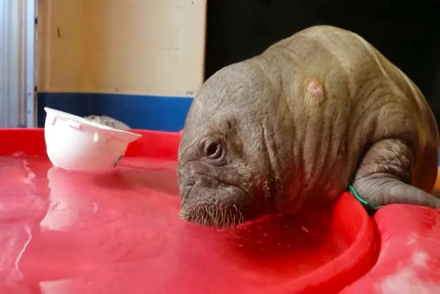 Beb morsa rf e desnutrida  resgatada de uma vida de isolamento por santurio no Alasca