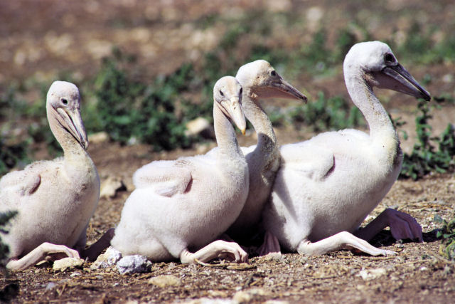 Eu no sei se os pelicanos so naturalmente confusos ou sinistros
