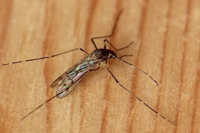 Mosquitos so encontrados na Islndia pela primeira vez