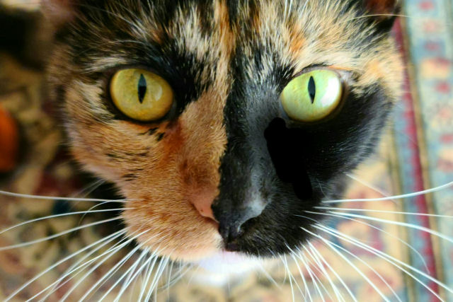 Qual é o problema com as gatas-quimera de rosto dividido?