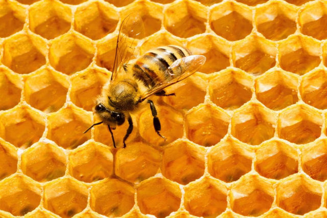 Por que diabos as abelhas escolhem o formato de hexgonos para suas colmeias?