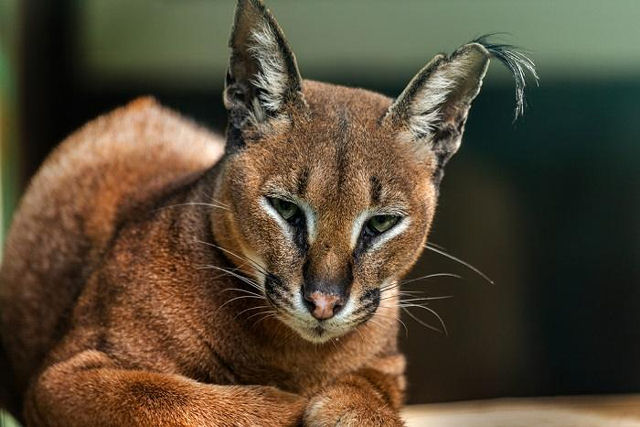 Por que o gato caracal parece tão agressivo?