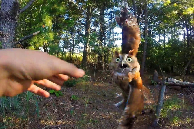 Homem compassivo desembaraça coruja presa a uma linha de pesca