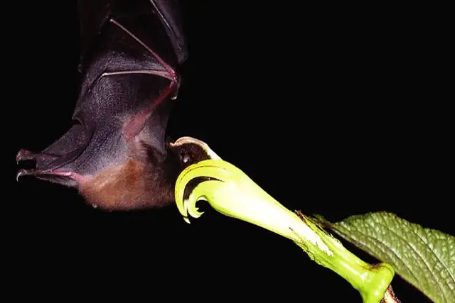 O morcego-linguarudo possui uma língua muito comprida