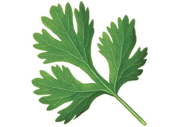 Por que algumas pessoas odeiam tanto o coentro?