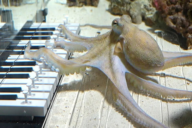 Músico ensina polvo resgatado a tocar piano