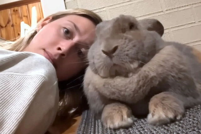 Coelho resgatado cumprimenta sua dona na porta como um co