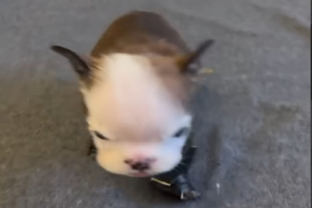 Walter, o filhote com deficiência caminha pela primeira vez