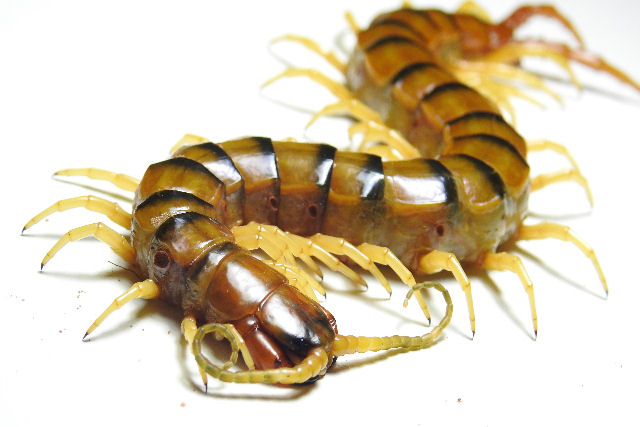  claro que a Austrlia tem lacraias gigantes venenosas