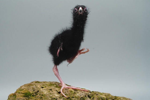 Criando um caimo-australasiano desde o ovo at a fase adulta