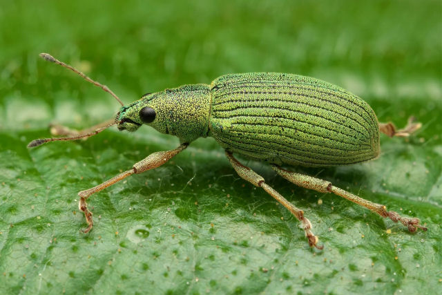 Voc sabia que existem 1 bilho de insetos para cada humano na Terra?