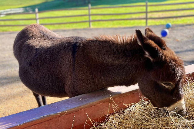 Burrico enlutado pela perda do irmo encontra a felicidade com outro que que desejava ser amado