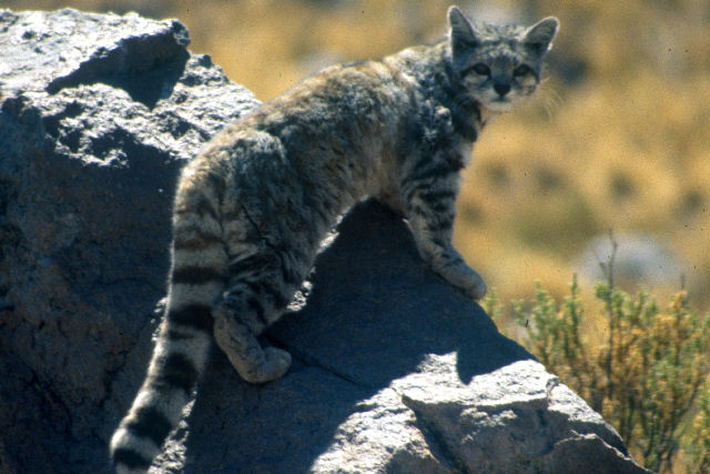 Câmera de trilha flagra gatos-da-montanha esquivos no alto dos Andes