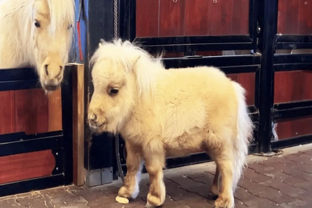Mini-cavalo salvo de leilo corre pela fazenda como um cavalo de corrida
