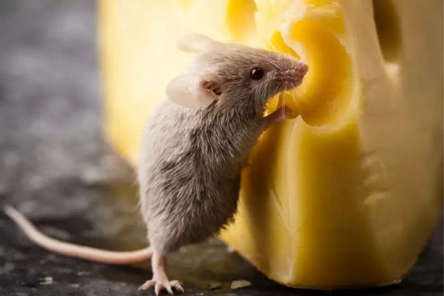 Por que queijos suos tem buracos?