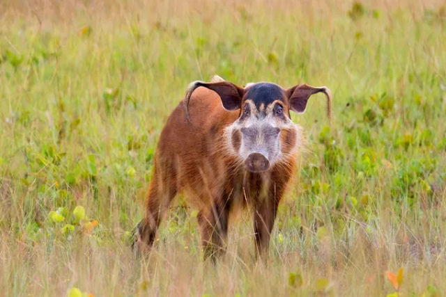 O porco-vermelho-do-rio  provavelmente o suno mais elegante da natureza