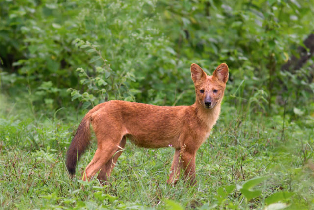 Dole, o co selvagem indiano que evoluiu fora da casinha