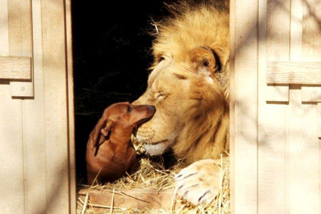 A amizade improvvel: entre um leo e um salsicha