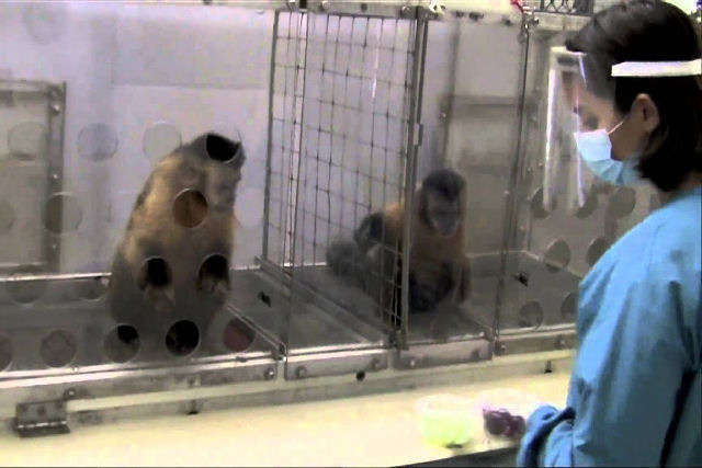 Como um macaco-prego reaje quando nota que est sendo prejudicado?