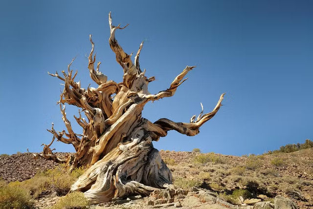 S 5% de uma rvore  composta de clulas vivas, e o resto?