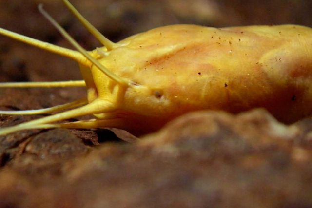 Um dos peixes mais ameaados do mundo est isolado em um lago subterrneo namibiano