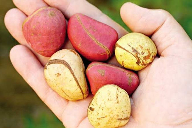 Como uma semente amarga africana se tornou ingrediente da receita original da Coca-Cola?