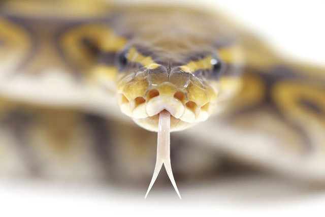 A verdadeira razão pela qual as cobras têm línguas bifurcadas