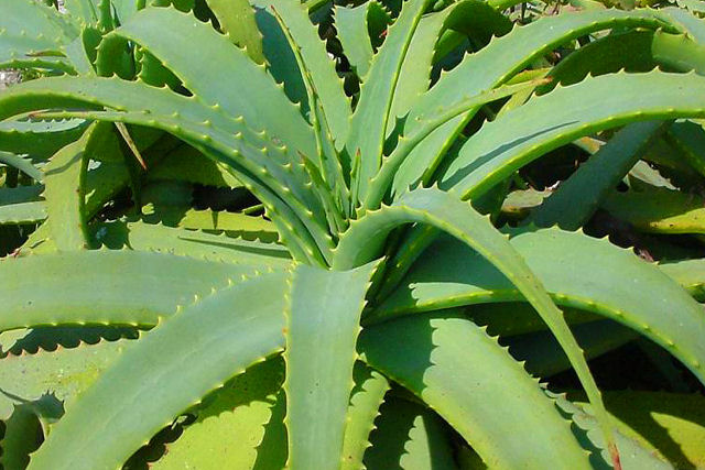 A babosa realmente cura queimaduras solares?