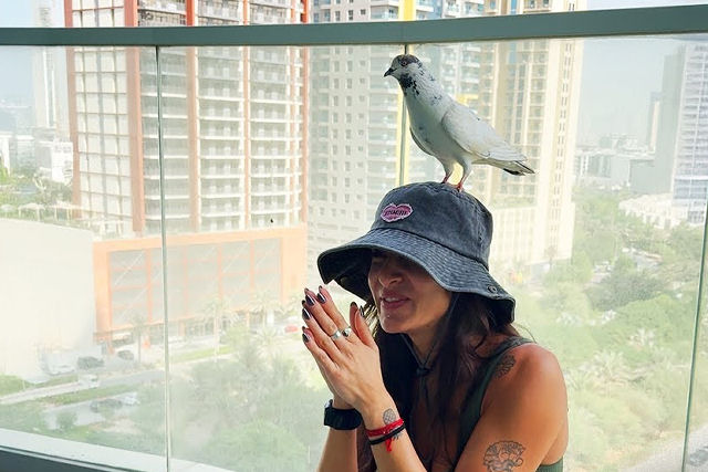 Mulher faz amizade com pombo teimoso que pousou no balcão do seu apartamento