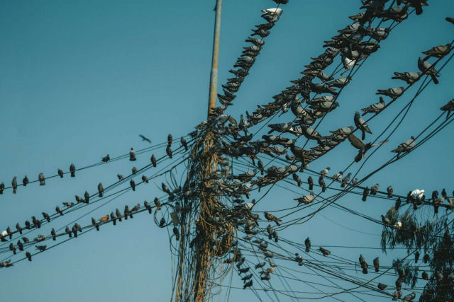Por que os pássaros pousam em linhas de alta tensão e não são torrados?