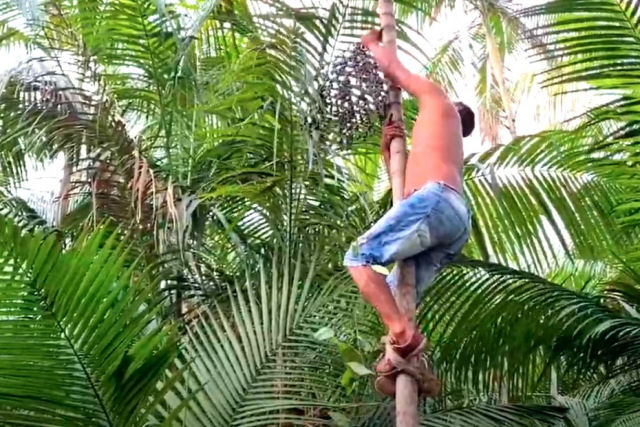 A coleta do açaí é uma das atividades mais perigosas do Brasil