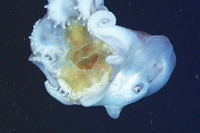 Polvo-bolha de sete braços, raramente visto, é filmado por câmera subaquática