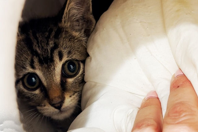 Resgate um gatinho e ganhe outra meia dúzia