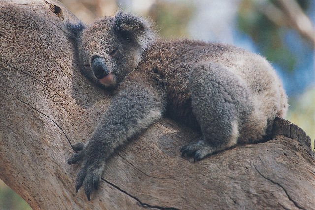 Qual é o verdadeiro propósito do sono?