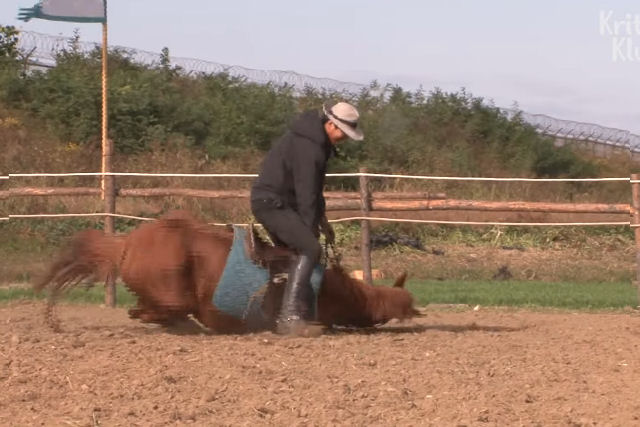 Cavalo travesso finge-se de morto sempre que algum tenta mont-lo