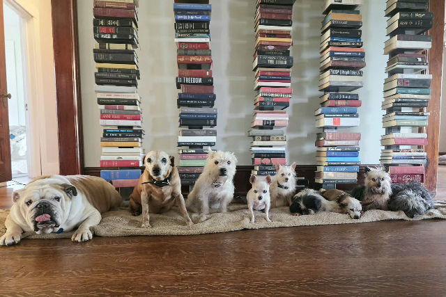 Americano compassivo adota nove cães idosos para lhes proporcionar uma vida boa pelo resto de seus dias