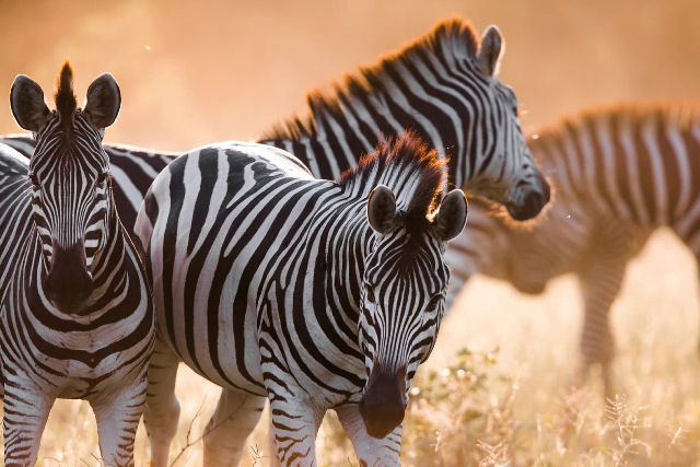 O padrão migratório das zebras de Botsuana é verdadeiramente insano